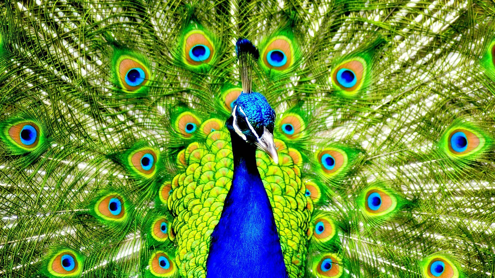 Wallpapers Peacock 1920x1080