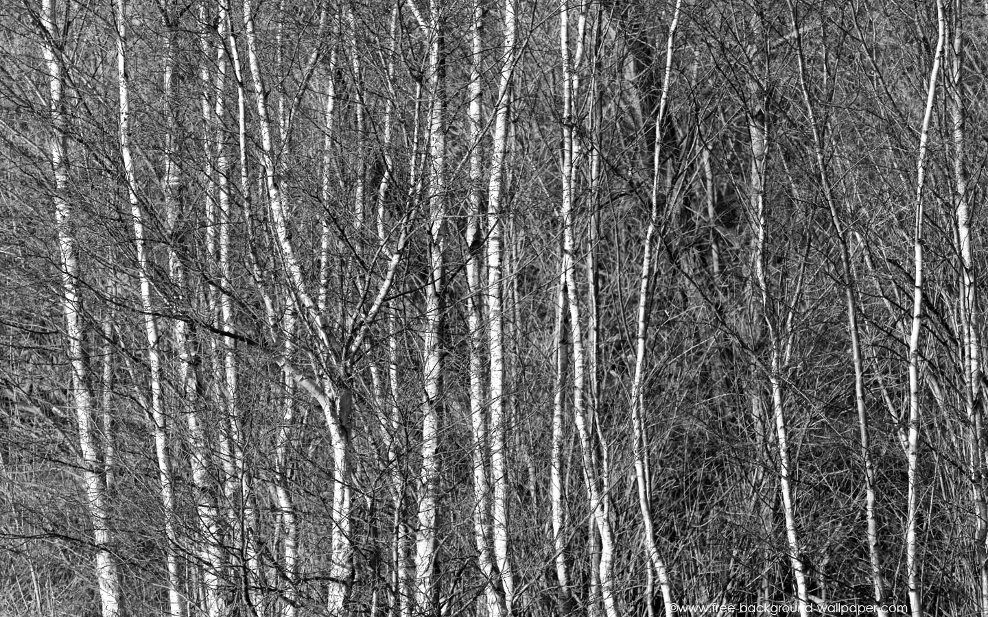 Silver Birch Woods Black And White Background Wallpaper