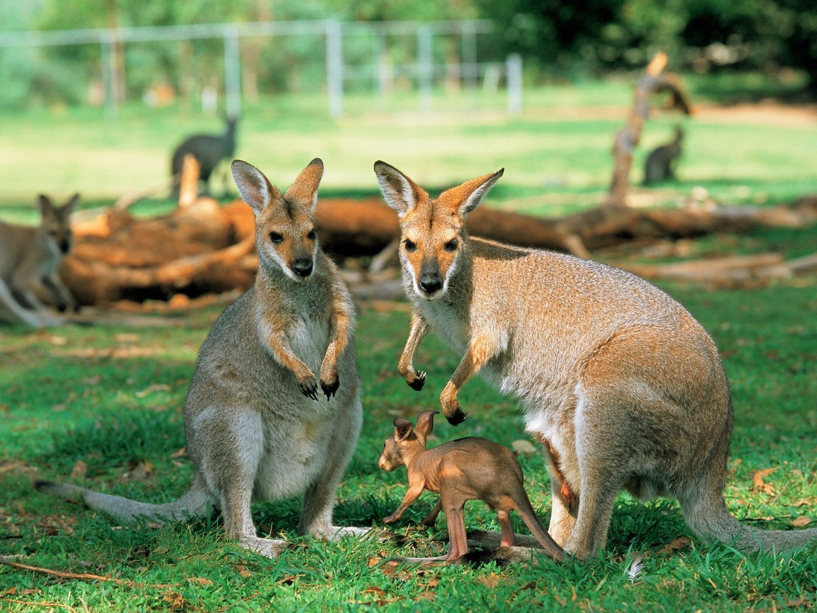Kangaroo Wallpaper HD For Desktop