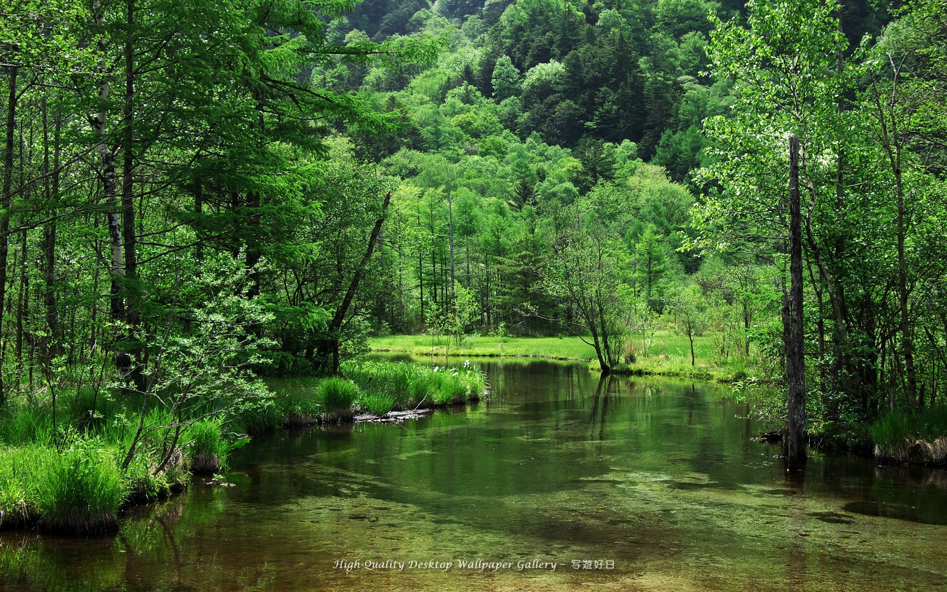 River Among The Green Forest Wallpaper And Image