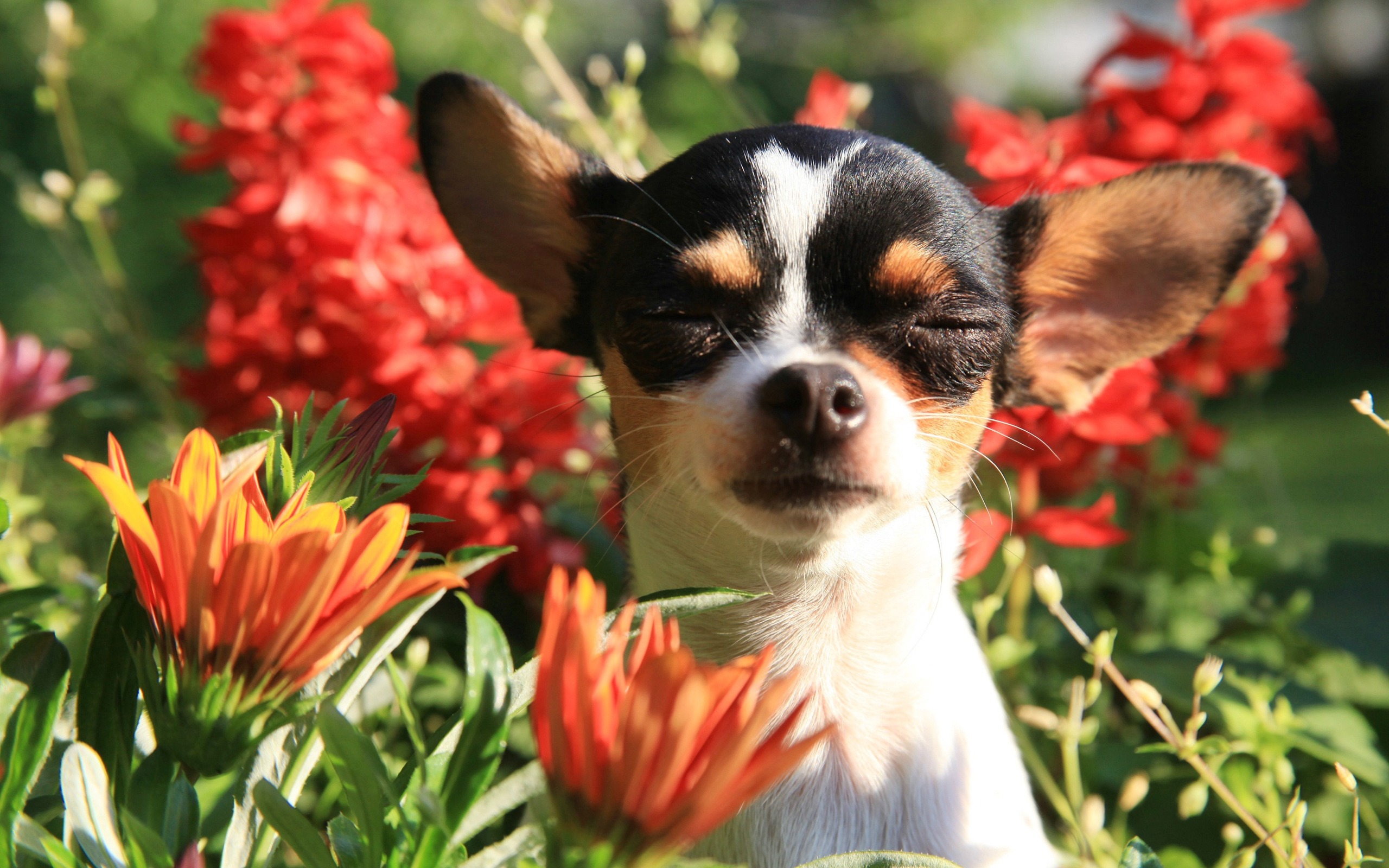 Flower Dog Animal Chihuahua HD Wallpaper