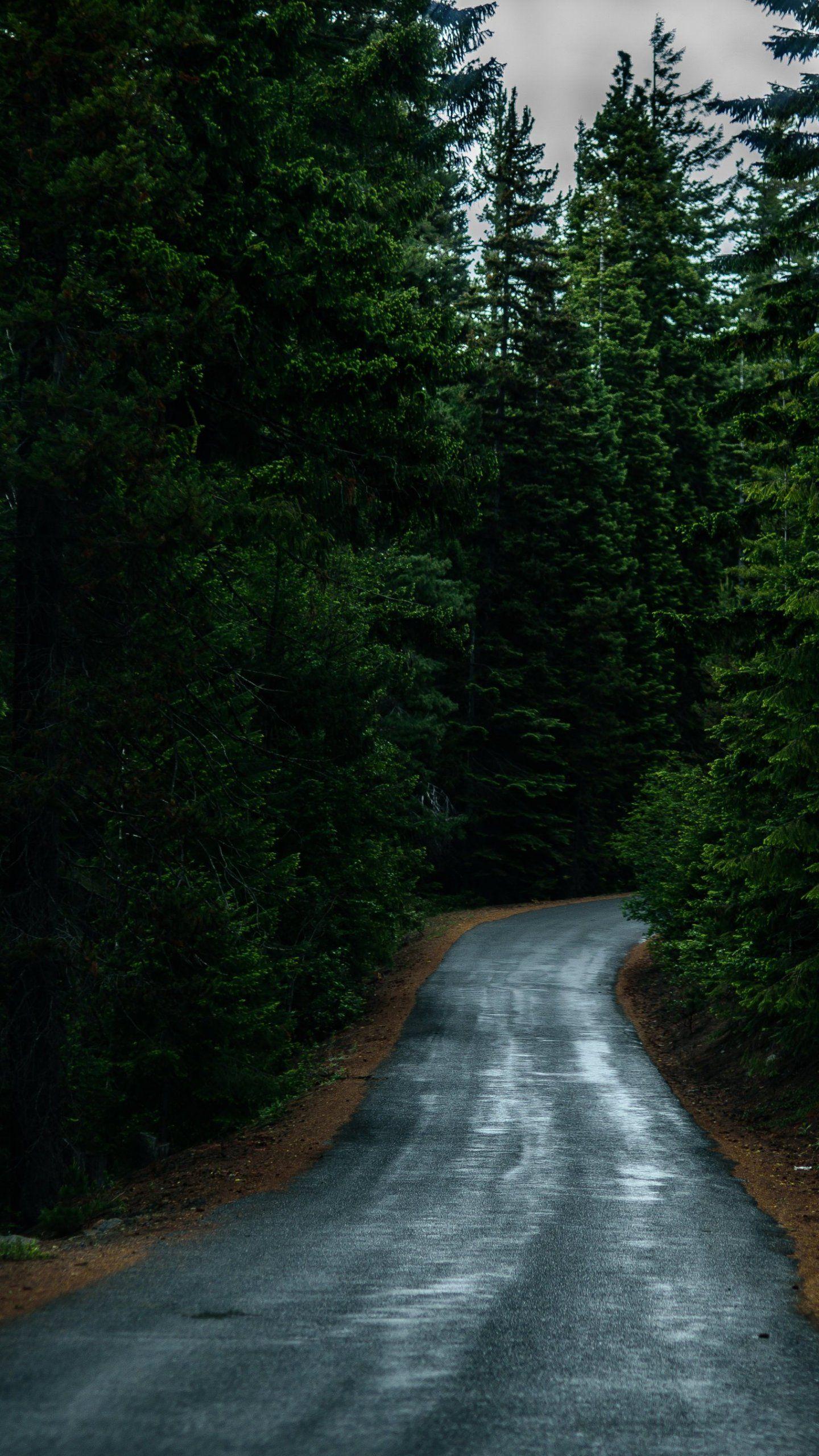 Road Through Forest Wallpaper   iPhone Android Desktop