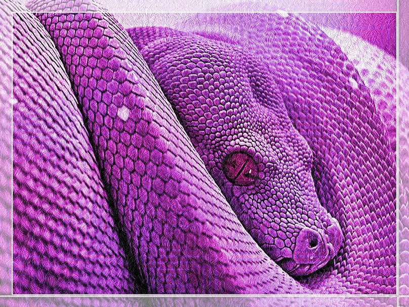 Purple Tree Python Wallpaper