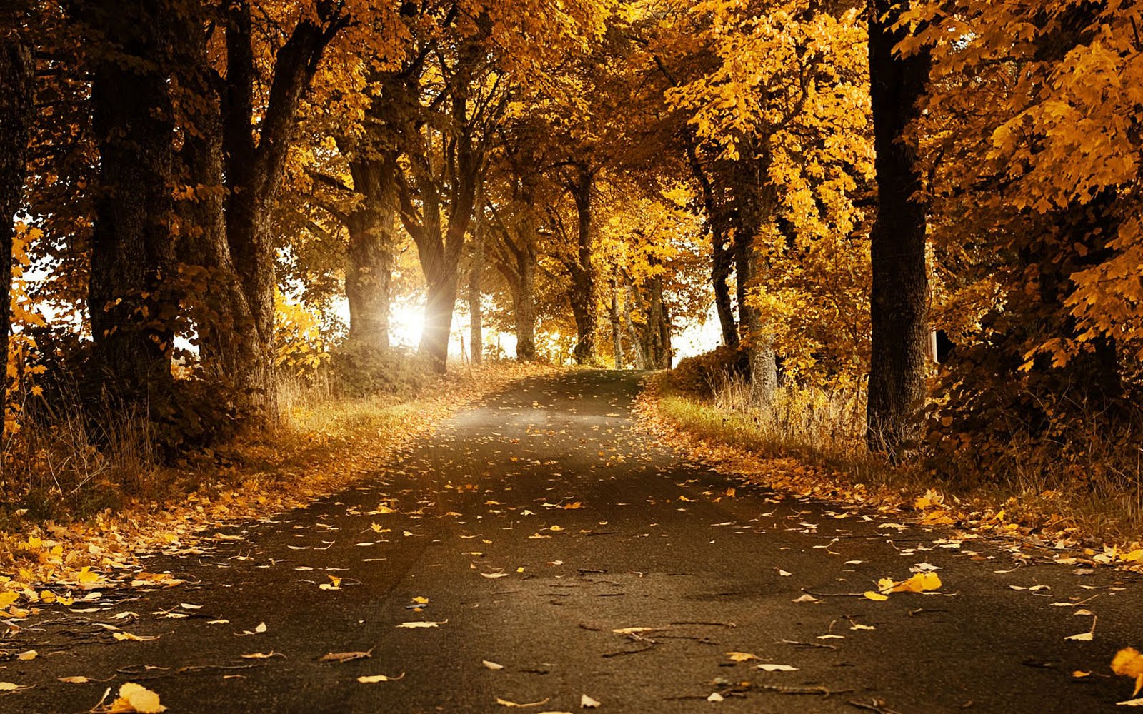Wallpaper met een brede weg door het bos tijdens de herfst met bomen