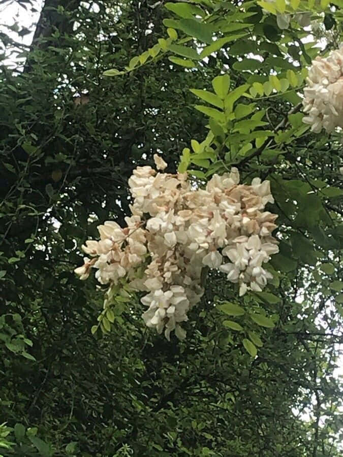 Black Locust X Wallpaper