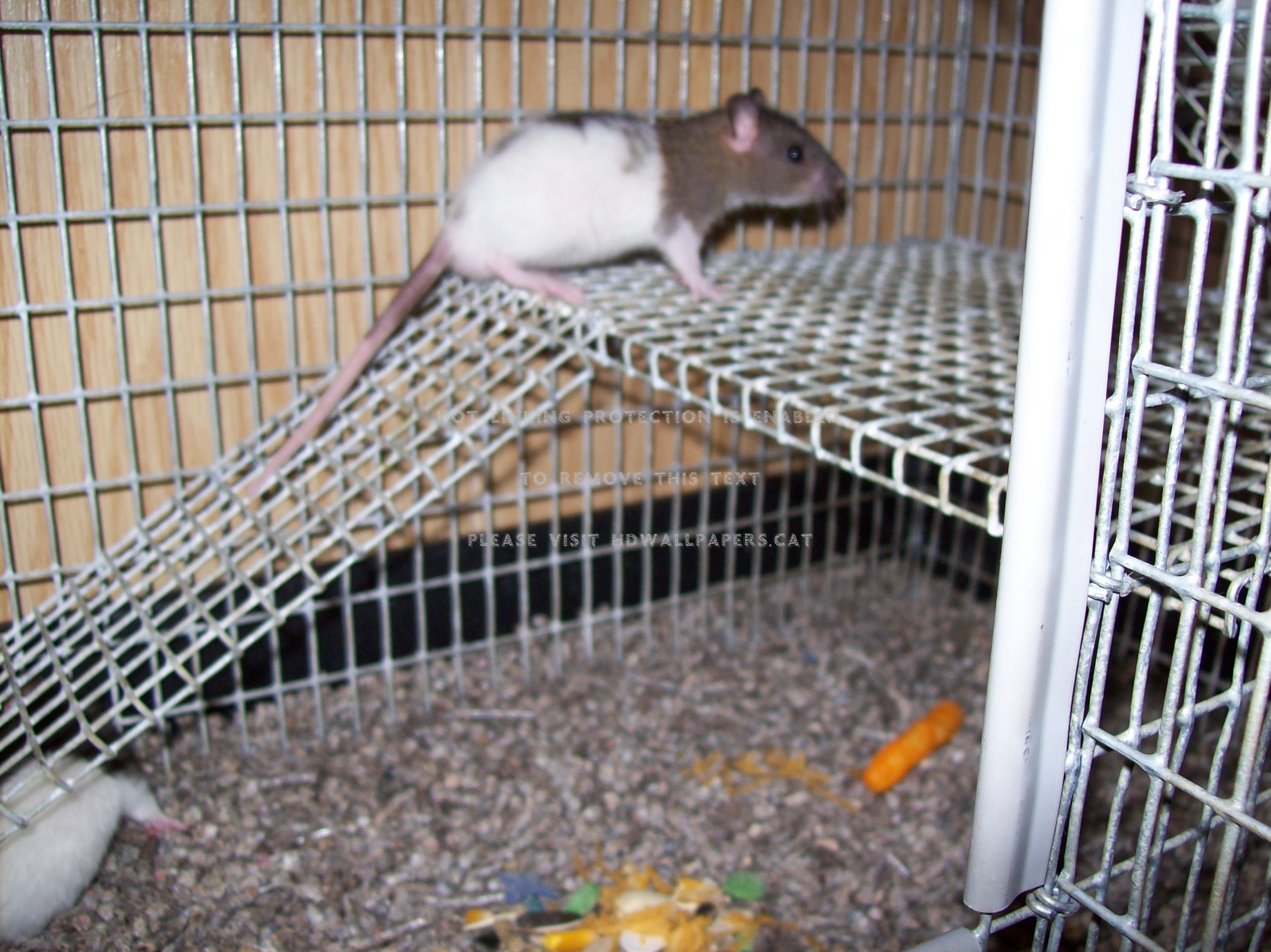 Baby Ratties Critters Rafts Rodents Pets
