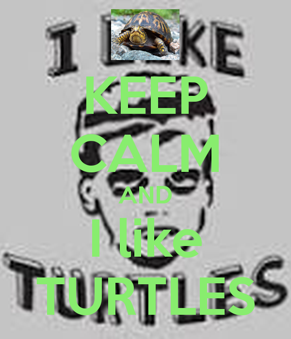 Keep Calm And I Like Turtles