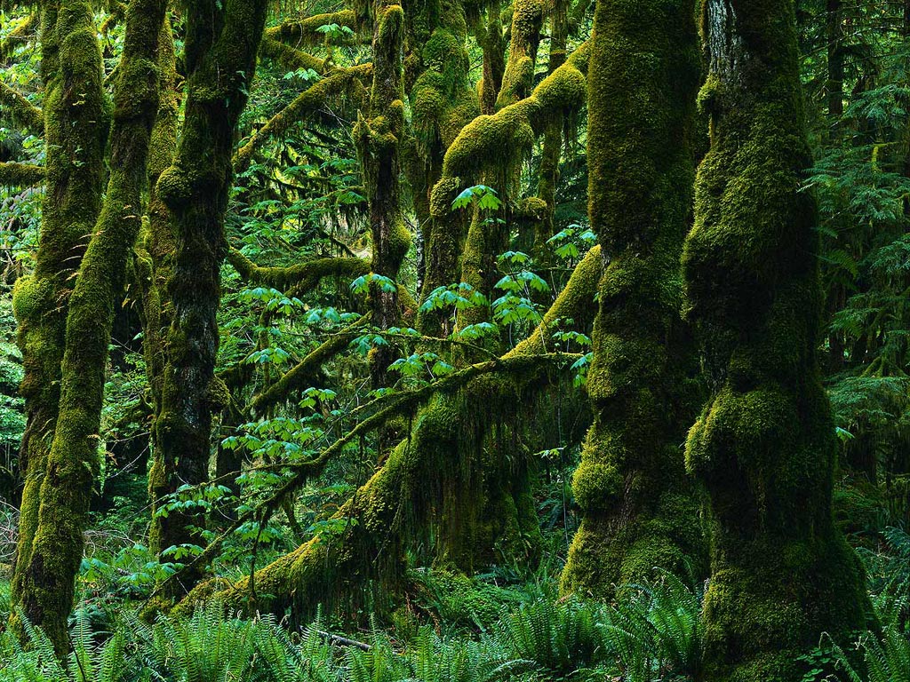 Wallpaper HD Nature Forest Desktop
