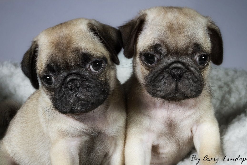 Image Pug Puppies Puter Wallpaper Pc Android iPhone And