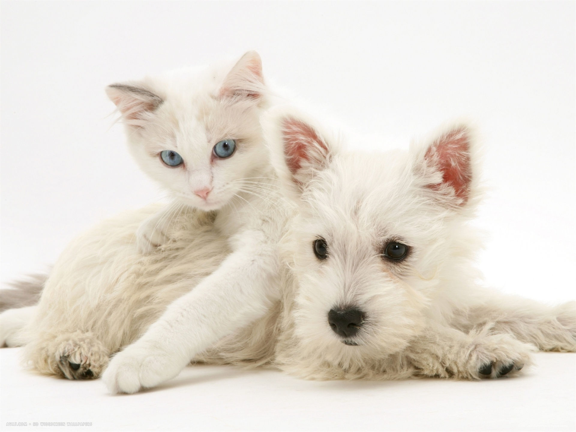 Ragdoll Kitten With West Highland White Terrier Puppy Desktop