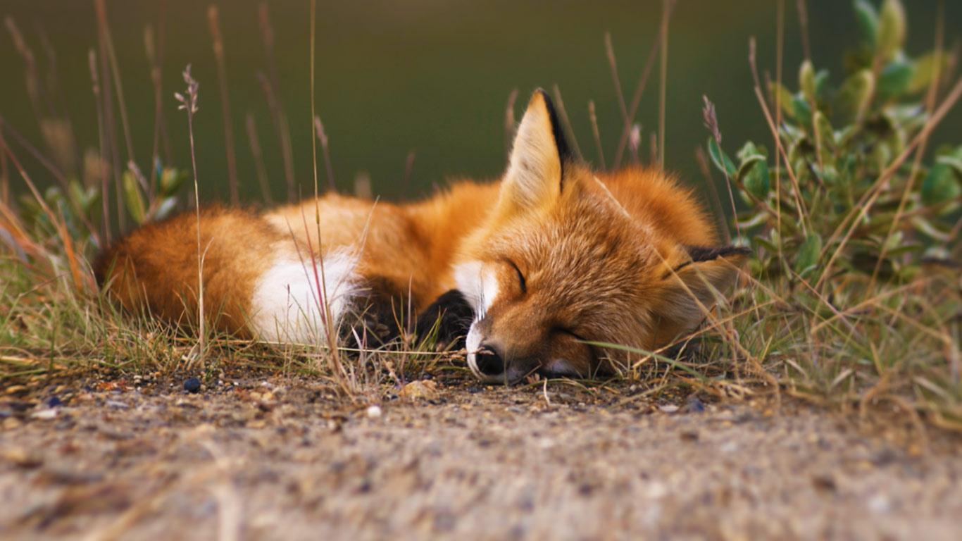 Sleepy Fox Red Alaska Kennan
