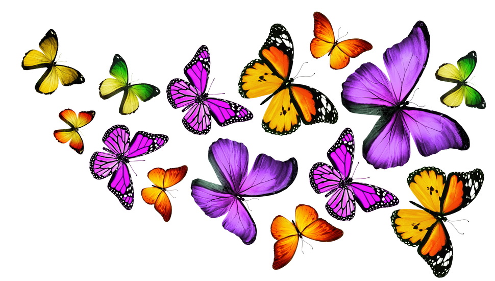 Butterflies 3d Colorful Butterfly Wallpaper And