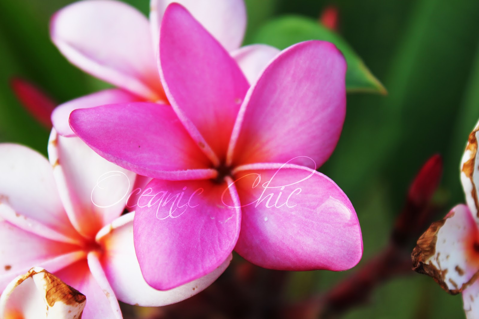 Oceanic Chic Pink Hawaiian Flowers