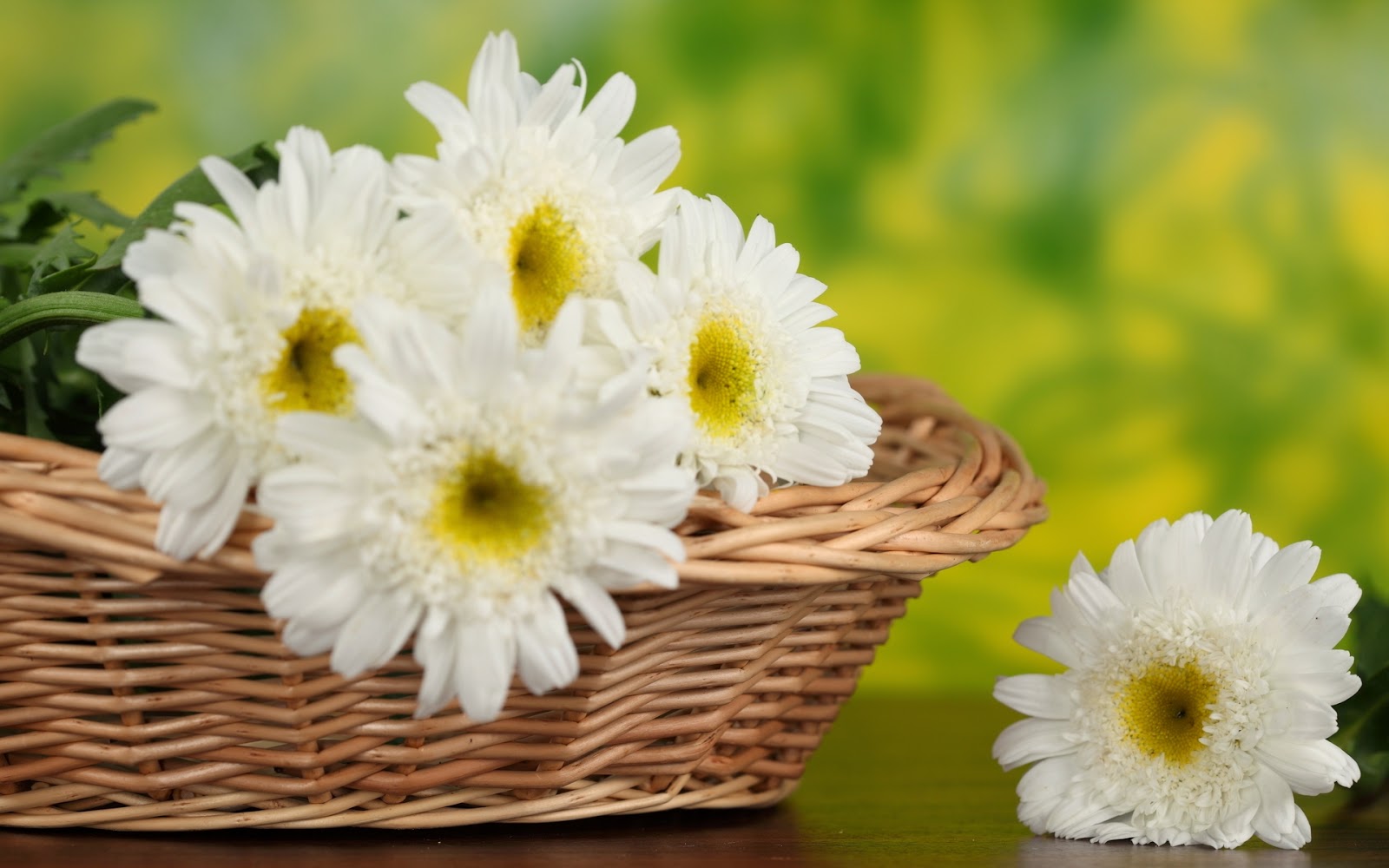 White Gerbera Daisy Flower Photography HD Pictures Wallpaper