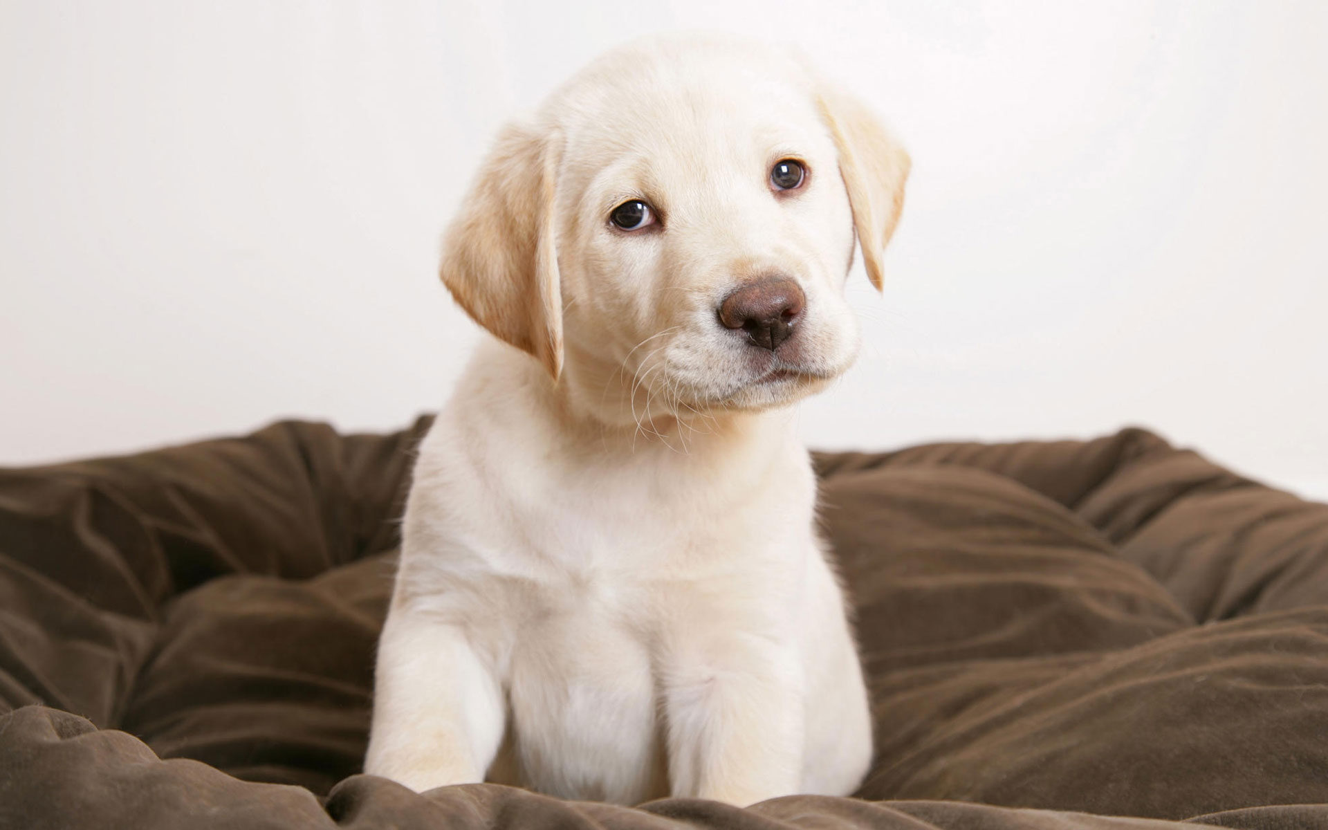 Cute puppy eyes Wallpapers HD Wallpapers