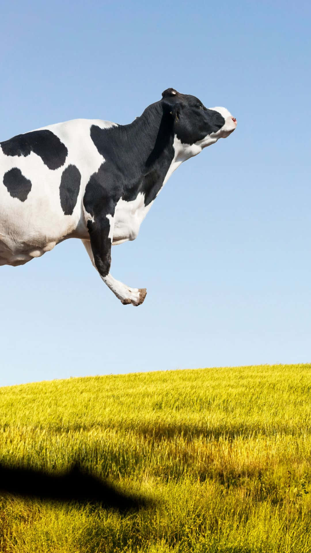 Our Newest Cow Themed iPhone Wallpaper