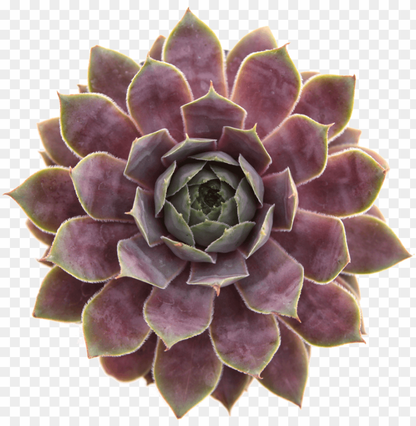 On Toxic Pet Safe Succulents Succulent Plant Png Image With