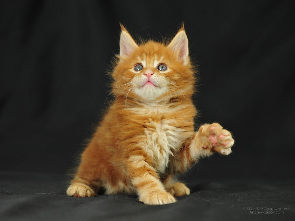 Image Wallpaper Funny Cat Orinoco Maine Coon Kitten Lol Cats