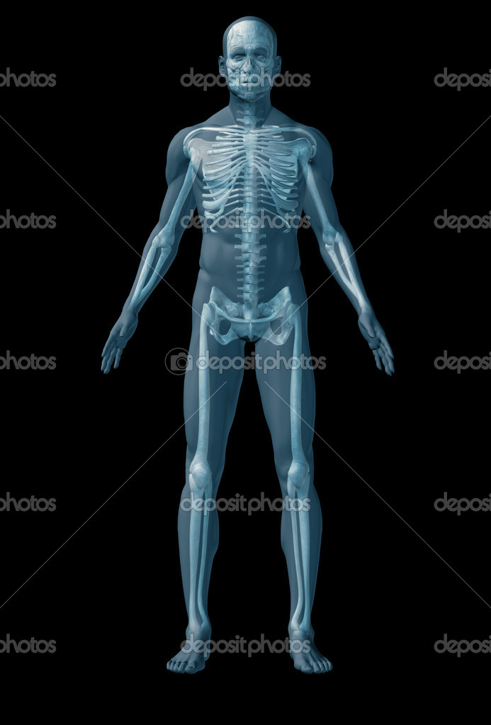 human anatomy organs back view human anatomy back organs images