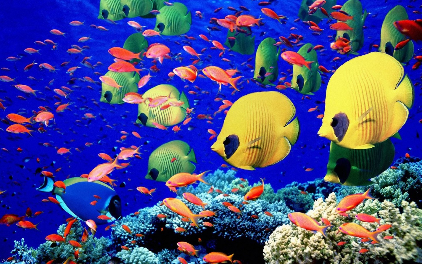 Fish Pixels Wallpaper Tagged Ocean Sea