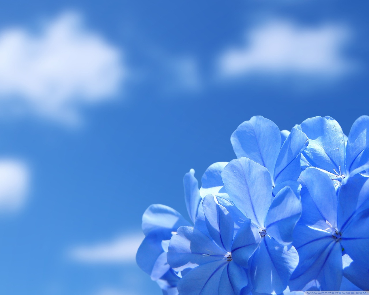 Blue Flowers 4k HD Desktop Wallpaper For Ultra Tv Wide