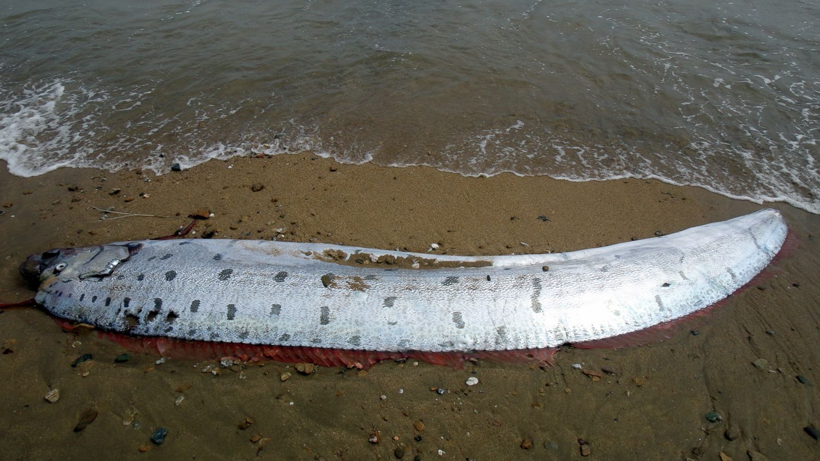 Conservation Workers Discover Foot Oarfish Washed Up On Beach