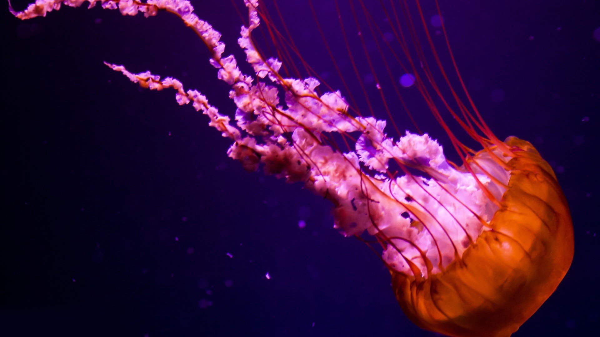 Jellyfish HD Wallpaper