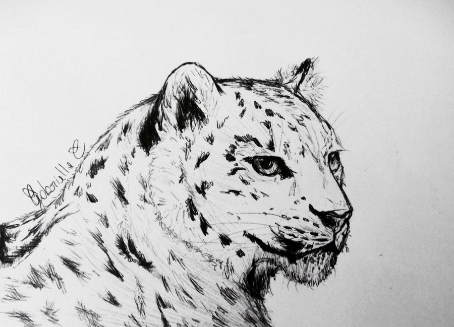 Snow Leopard Pen Drawing By Gabriellec Drawings