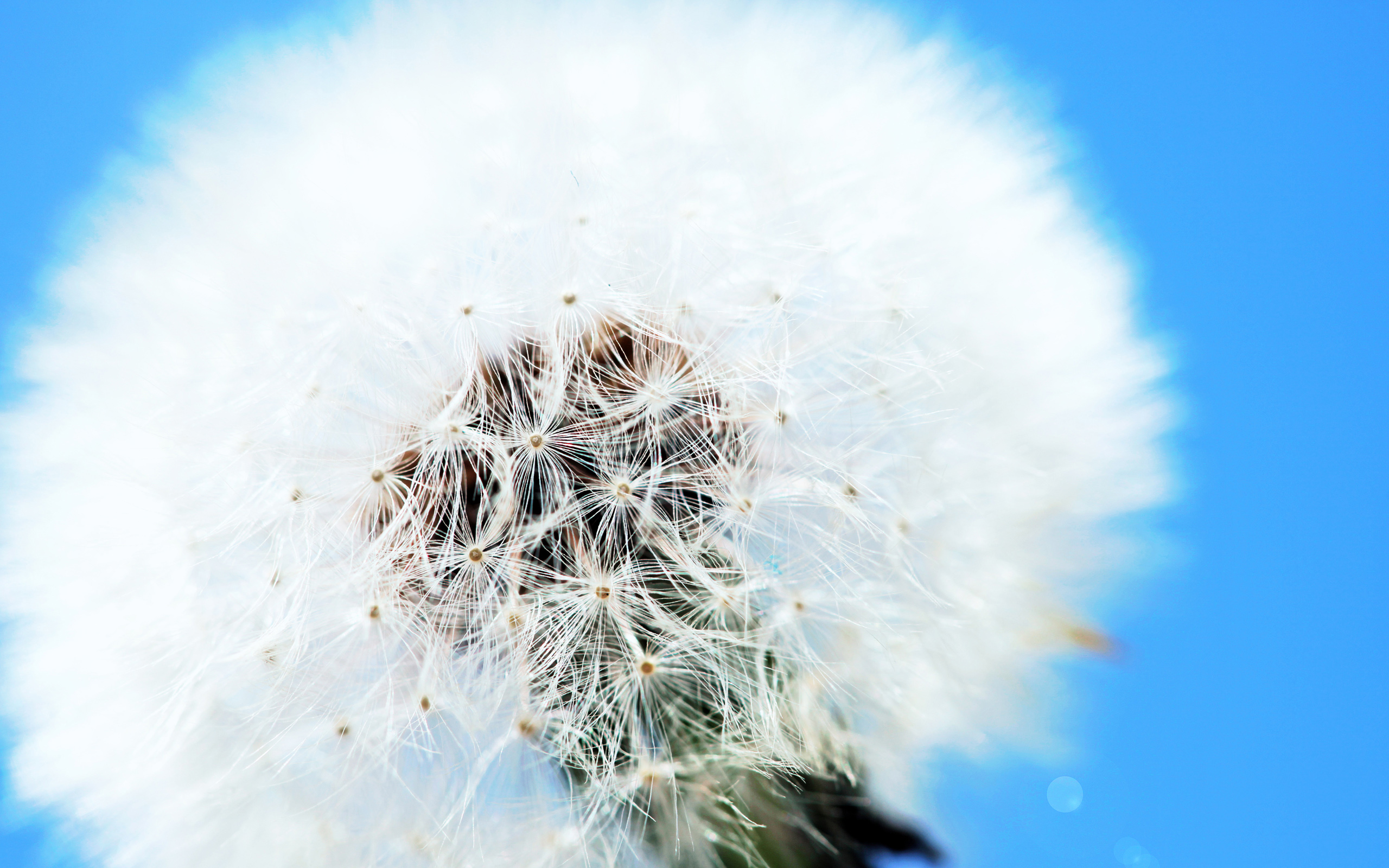 White Dandelion Wallpapers HD Wallpapers