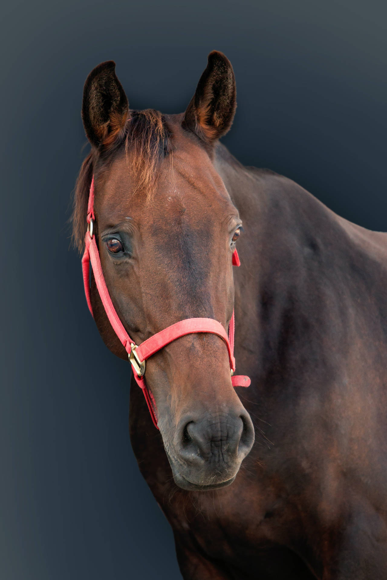 Horse Face Wallpaper