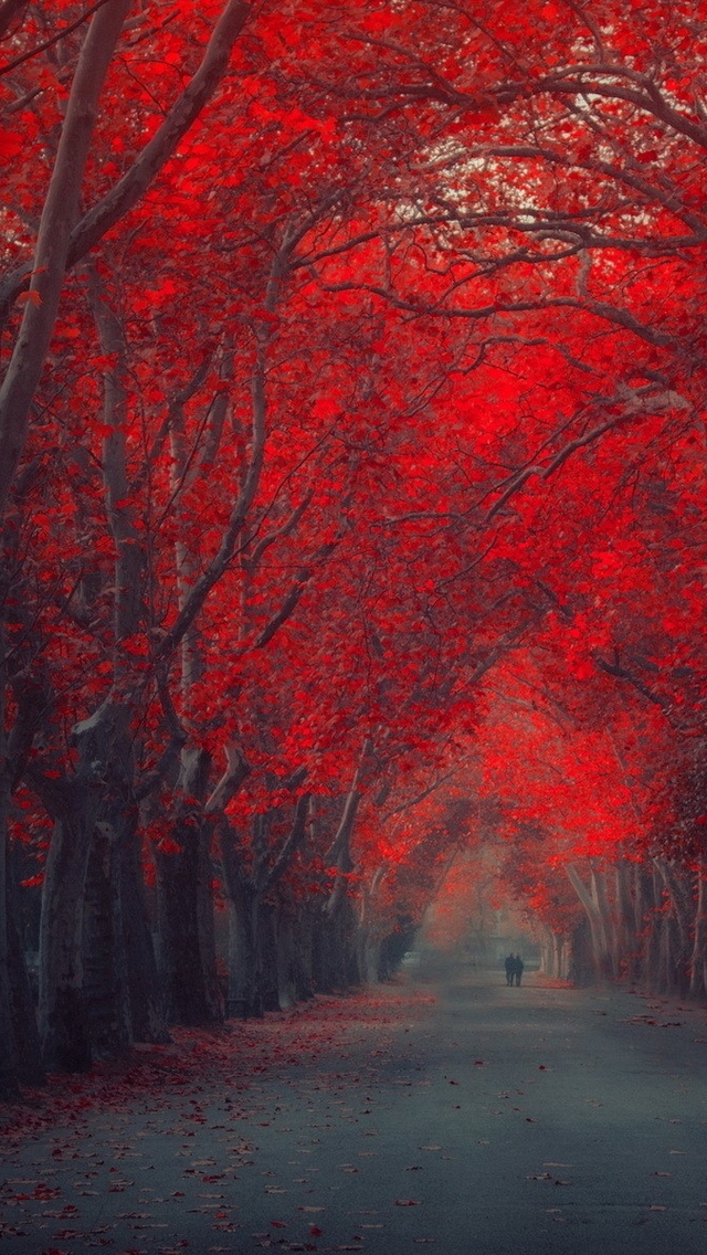 Red Forest Wallpaper Hd For Mobile