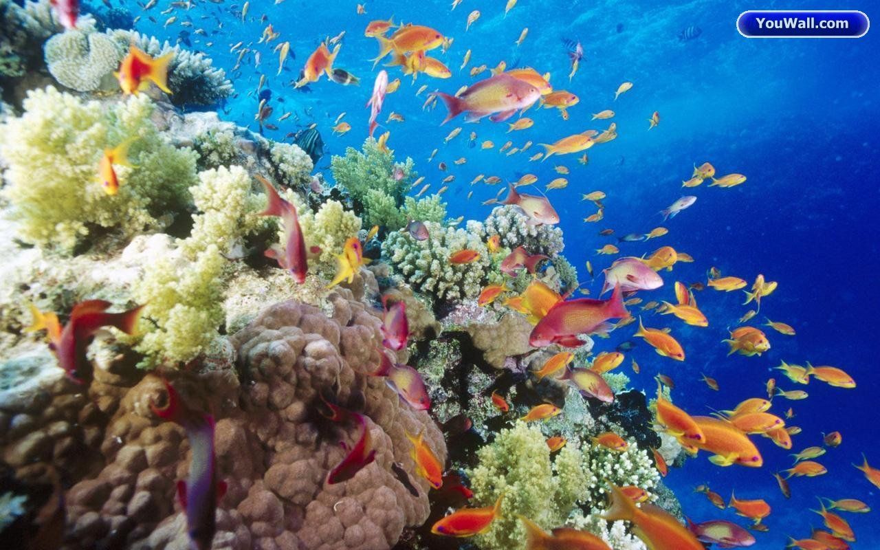 Under The Sea Photography Wallpaper Photo