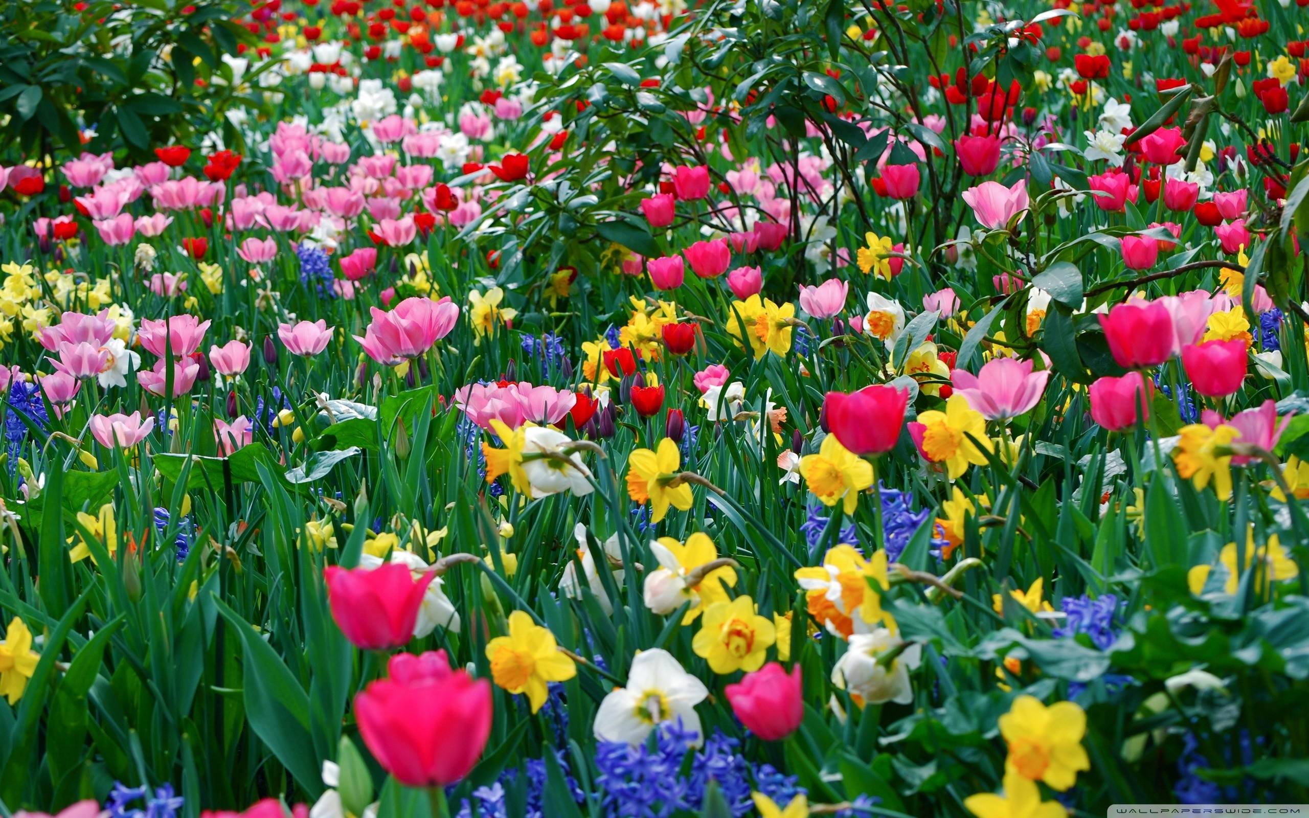 Spring Flowers Background Desktop