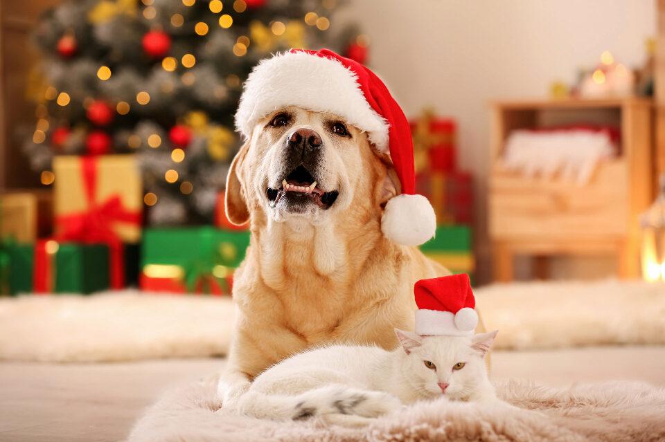 Tis A Pet Christmas Reasons Why Your Dog And Cat Are Excited For