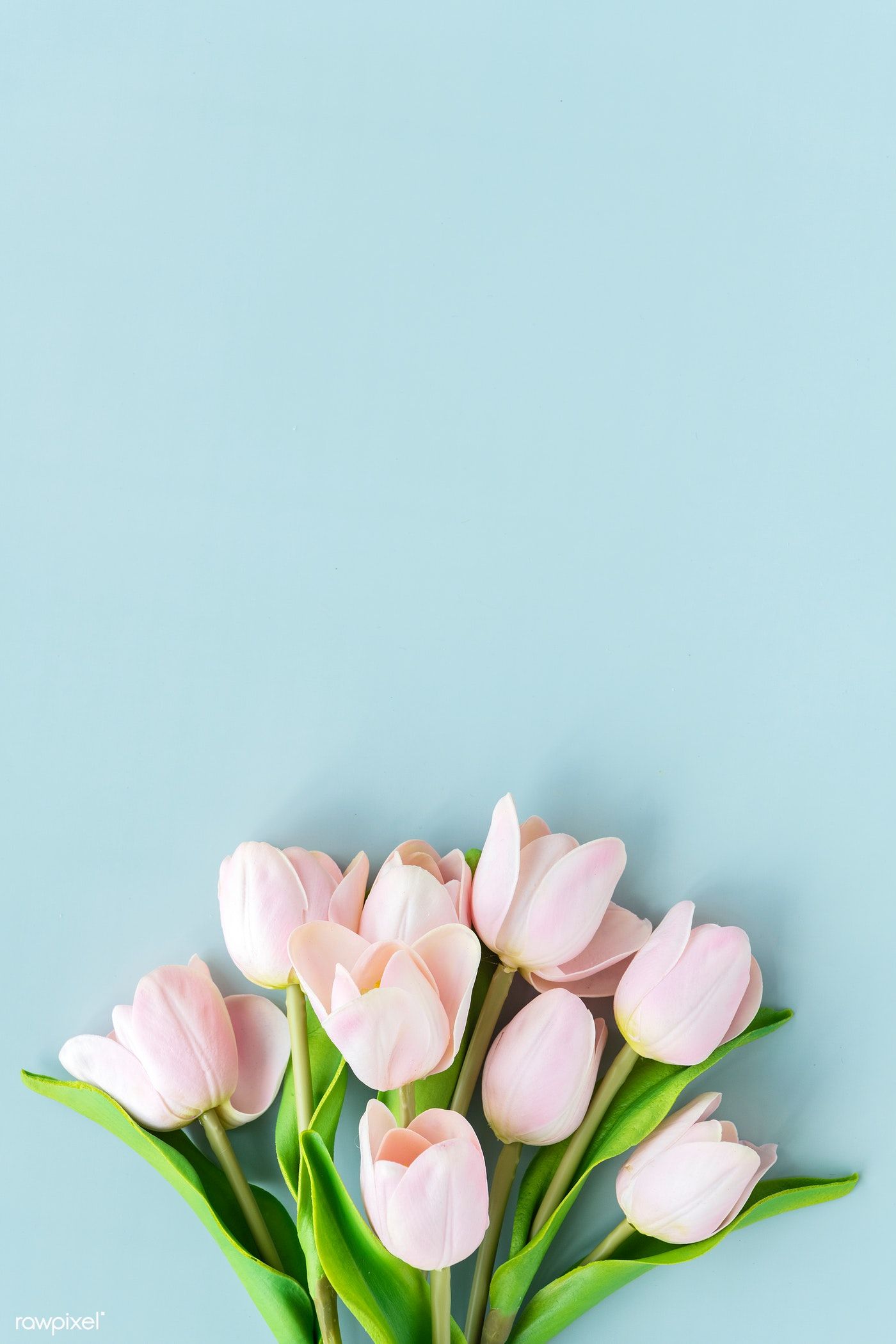 Pink Tulip On Blank Blue Background Template Premium Image By