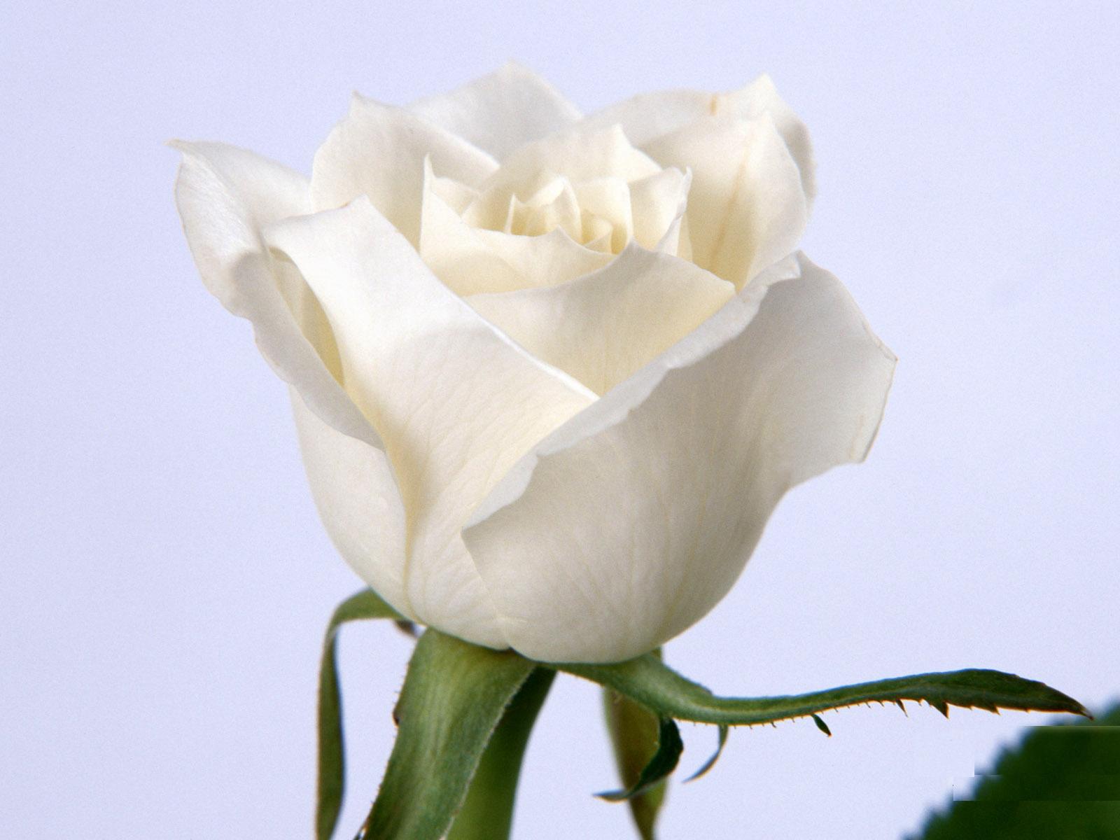 White Rose Flowers Wallpaper Entertainment Only