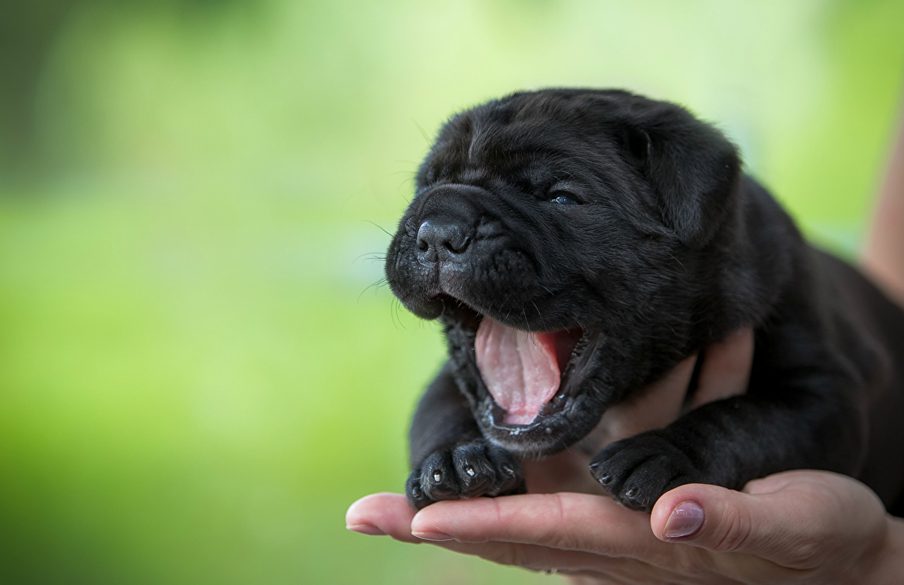Picture Puppy Shar Pei Dogs Black Hands Animals