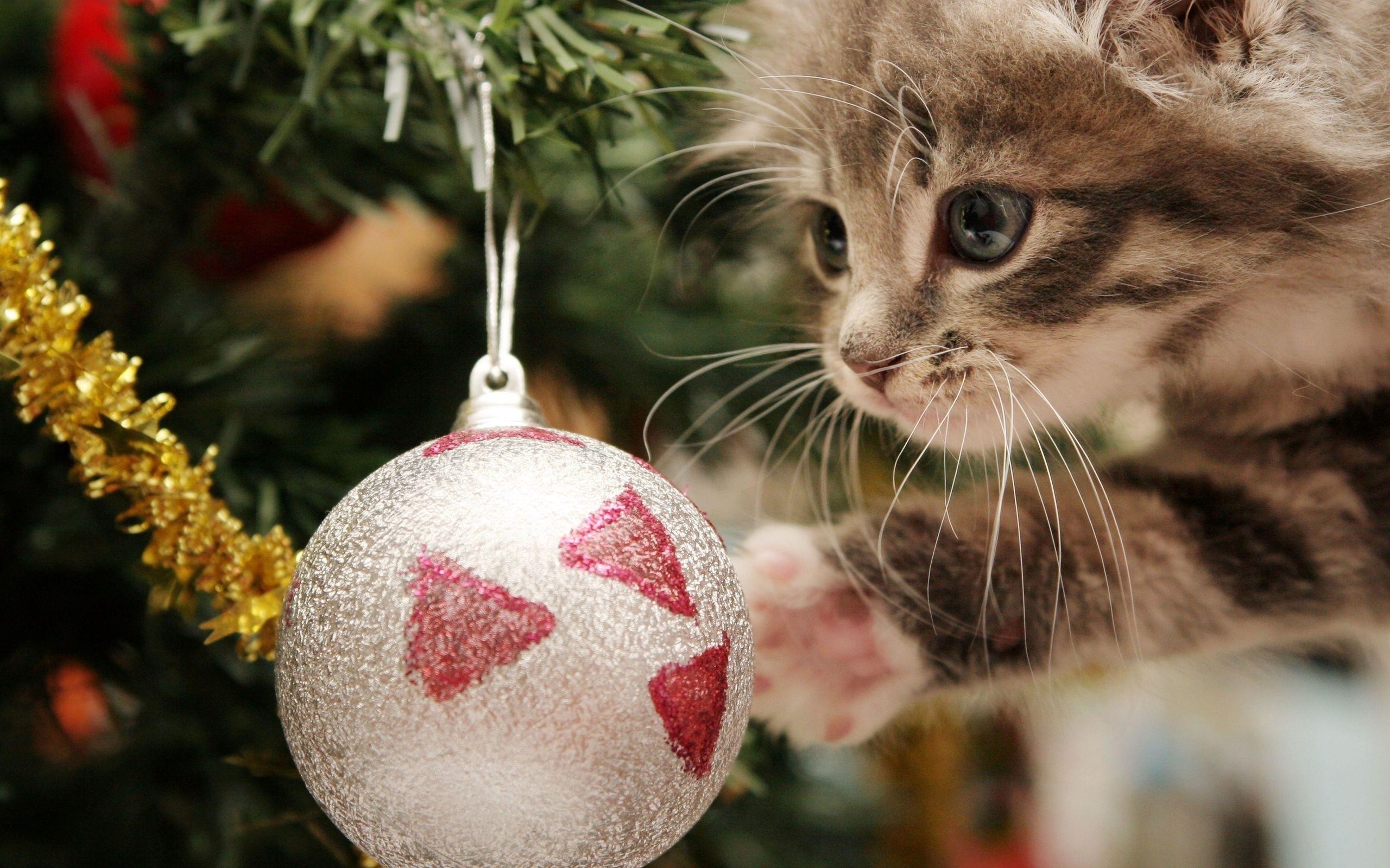 Christmas Cat Wallpaper Image