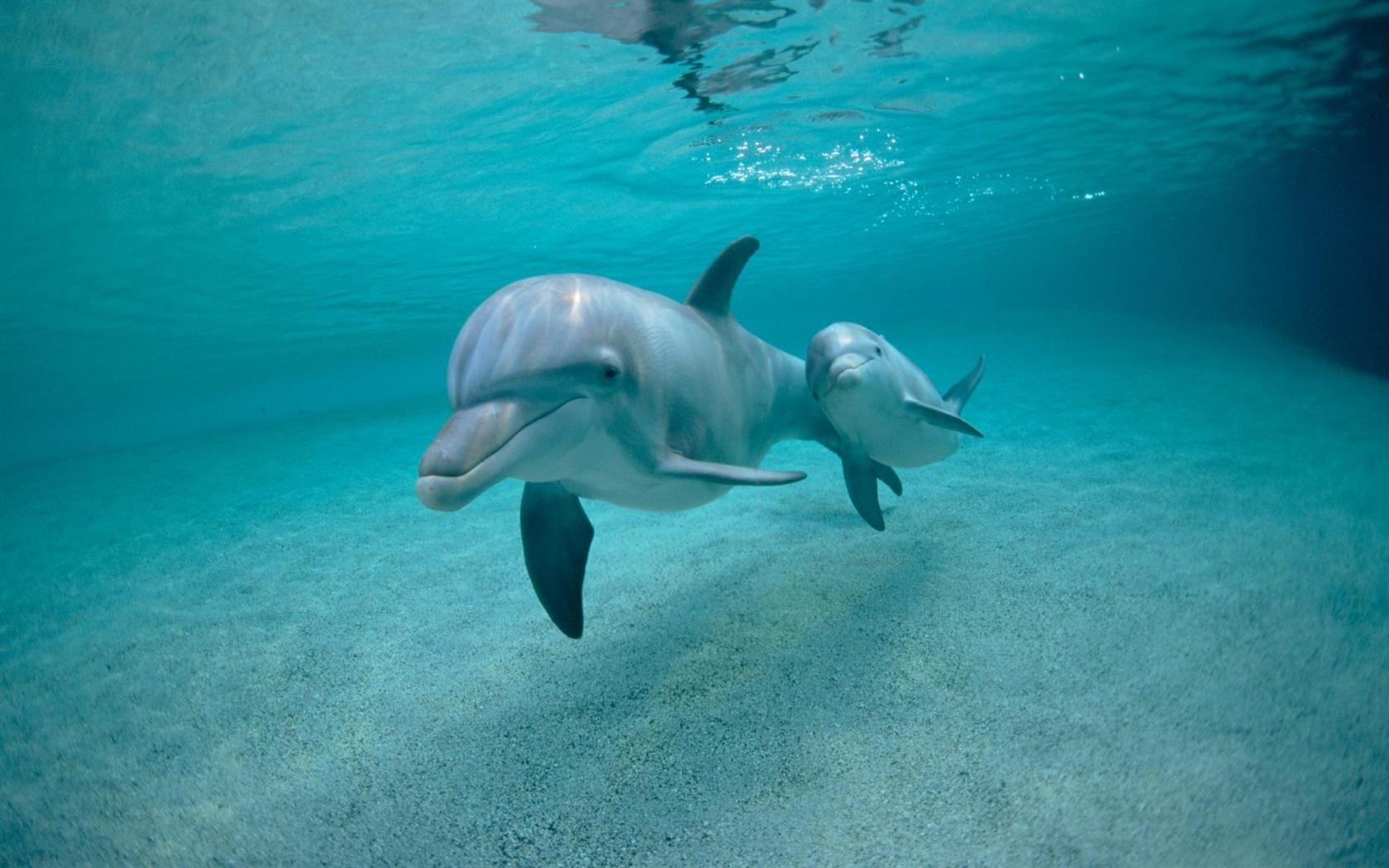 Dolphin Family Swimming Desktop Wallpaper Background