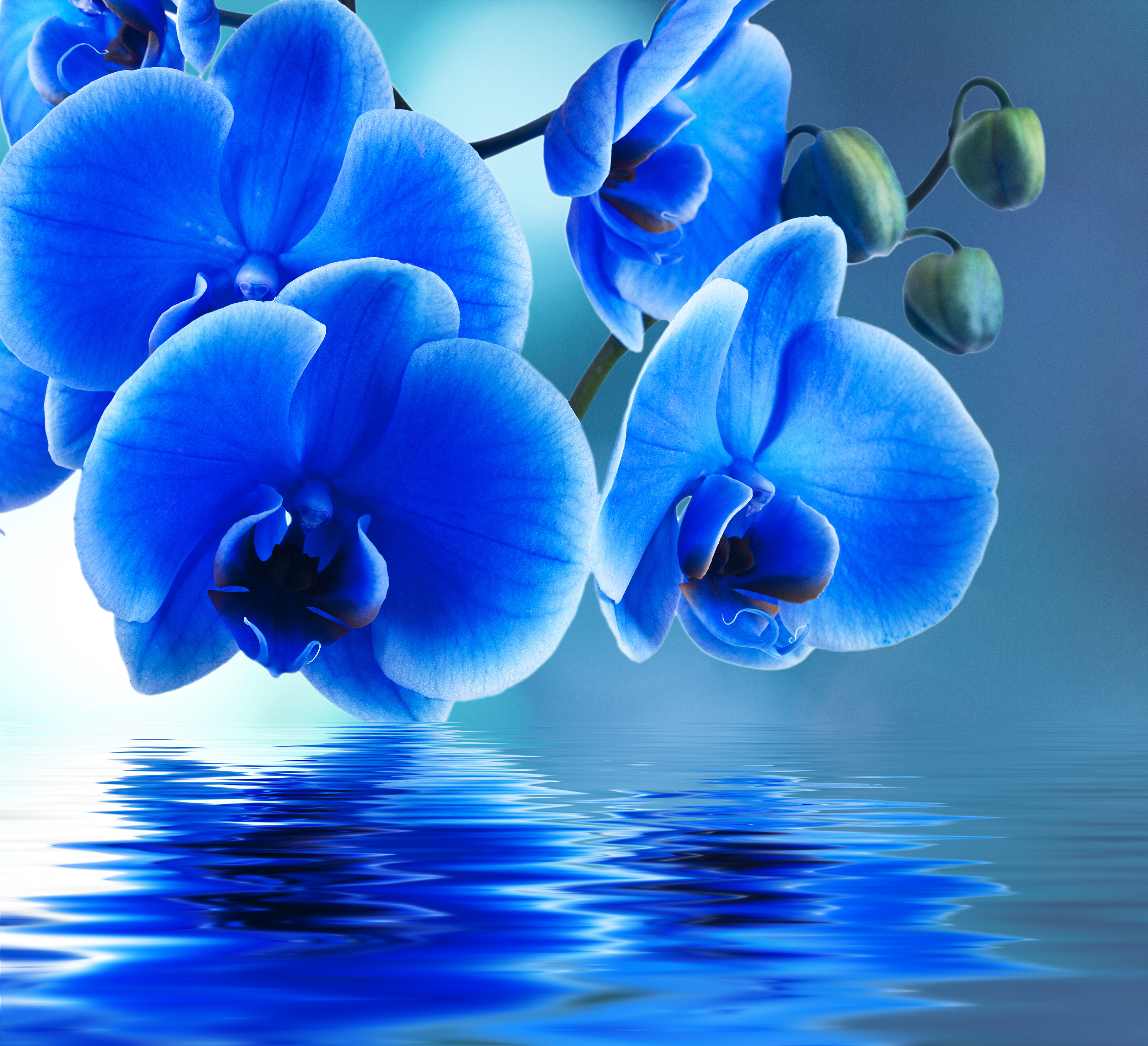 Blue Orchid Reflection Desktop Background Wallpaper HD