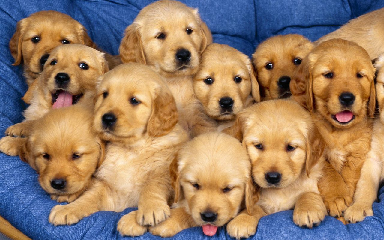 Cute Puppies Wallpaper