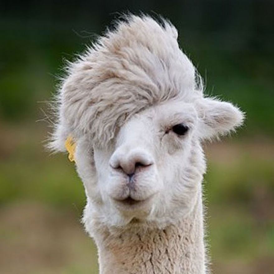 Lama Wallpaper Animal Hq Picture