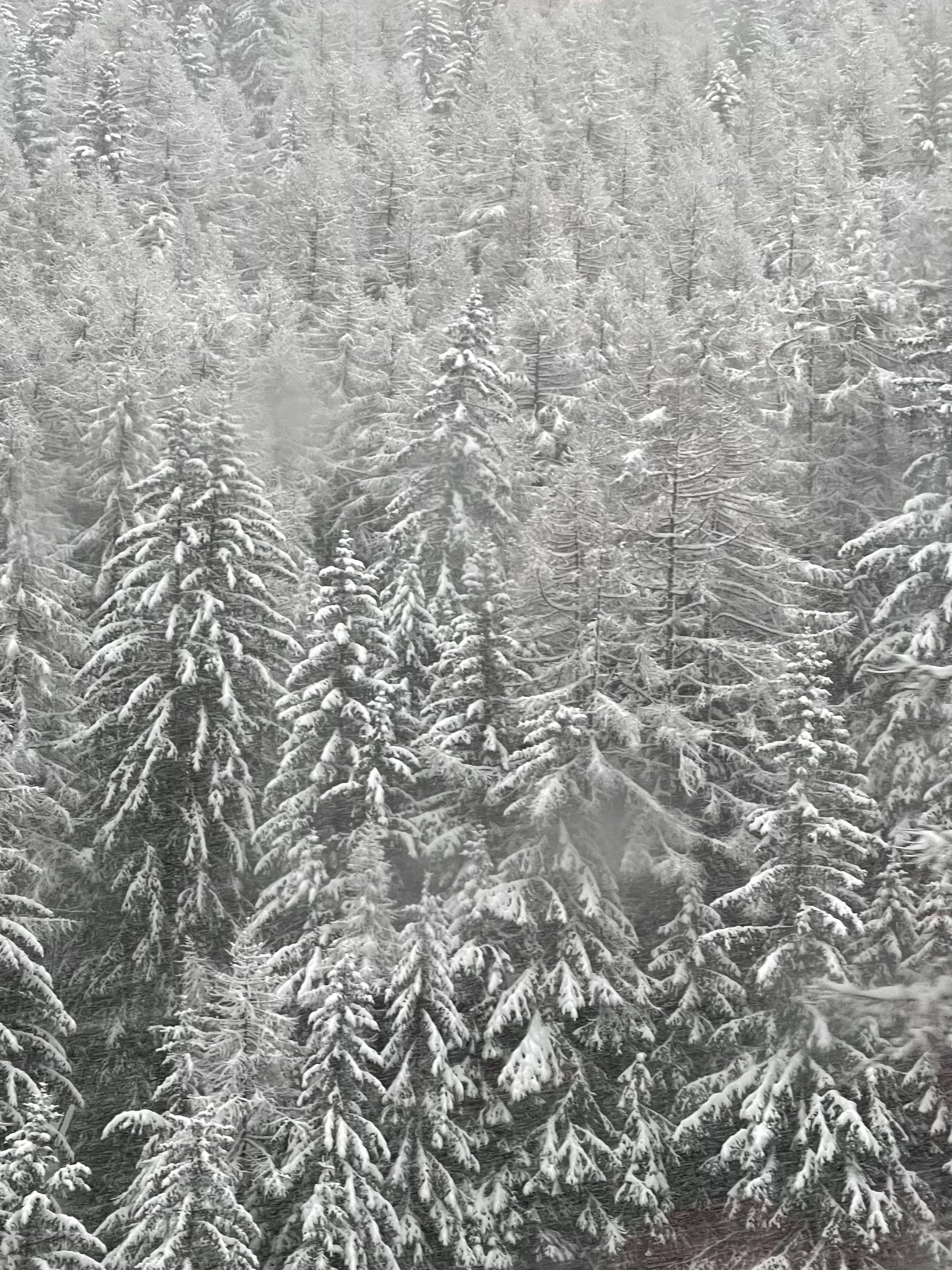 Original iPhone Pine Trees Wallpaper