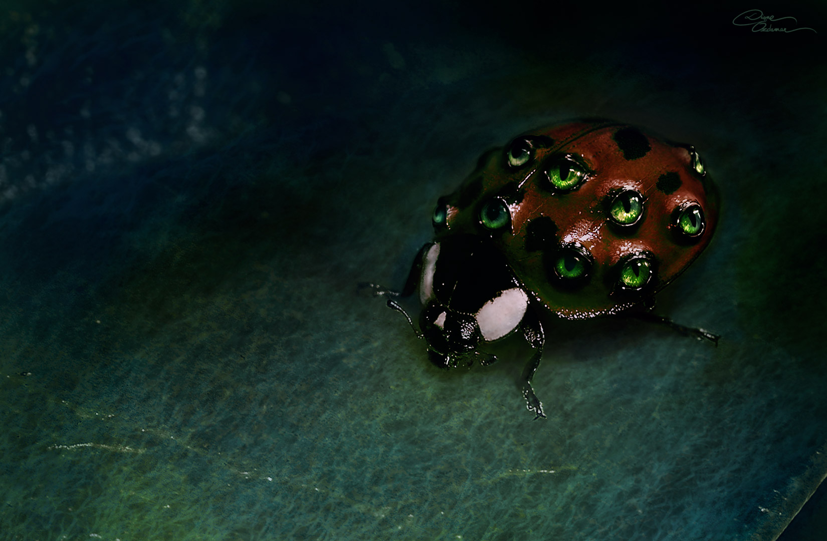 Ladybug Wallpaper And Background Image Id