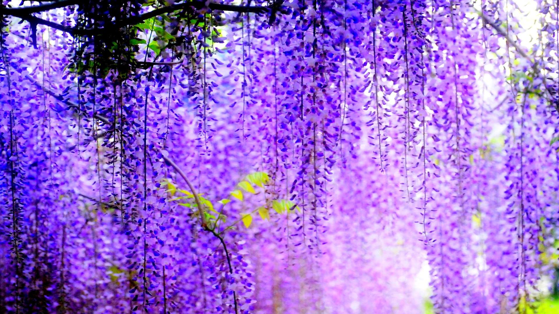 Purple Flower HD Wallpapers