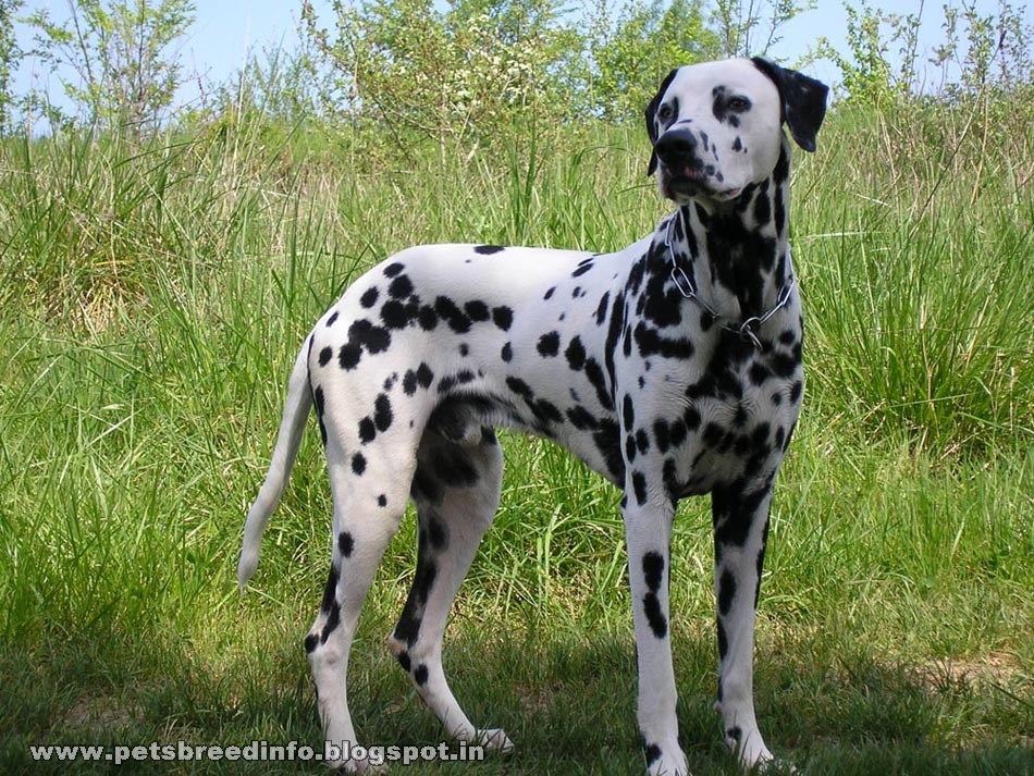 Dalmatian Dog HD Wallpaper