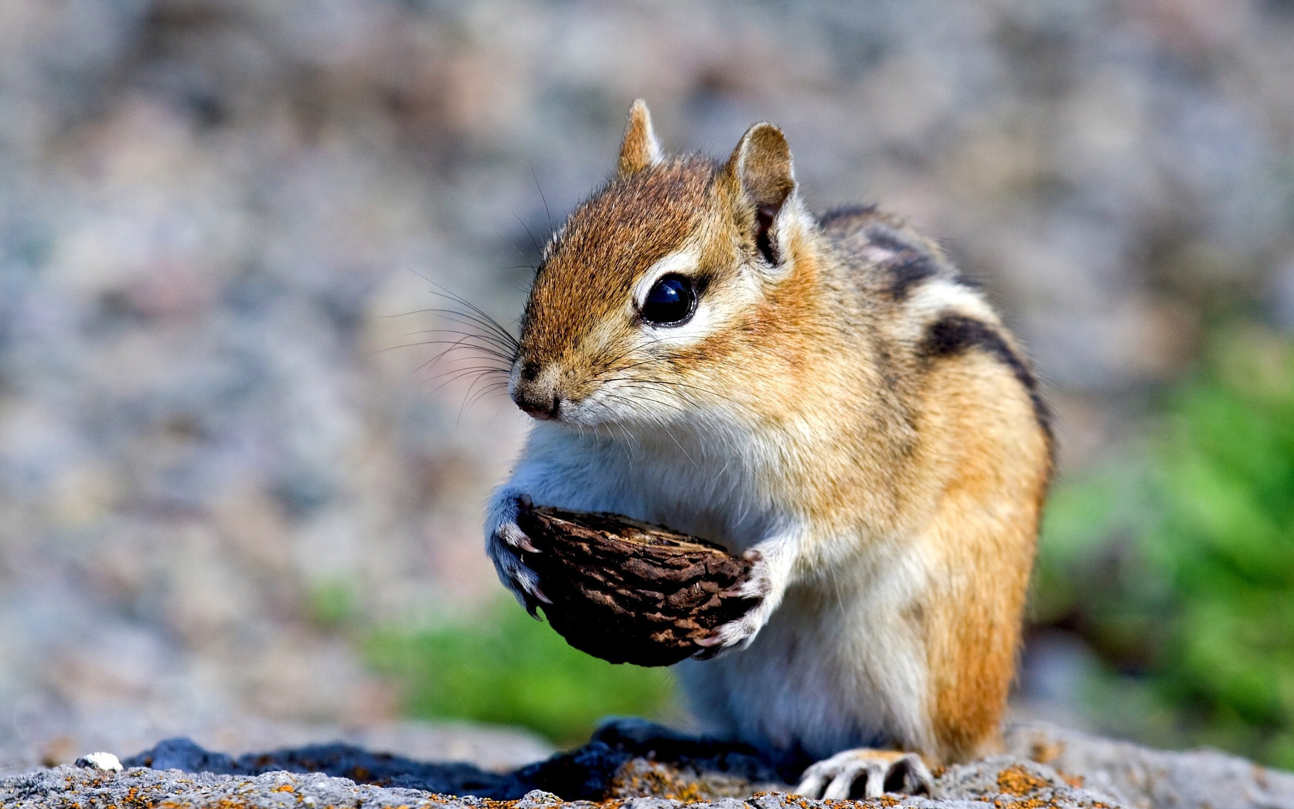 Chipmunk With Nut Wallpaper And Image Pictures Photos