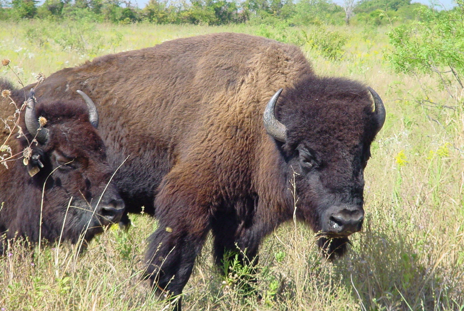 Picturespool Beautiful Wildlife Pictures American Bison