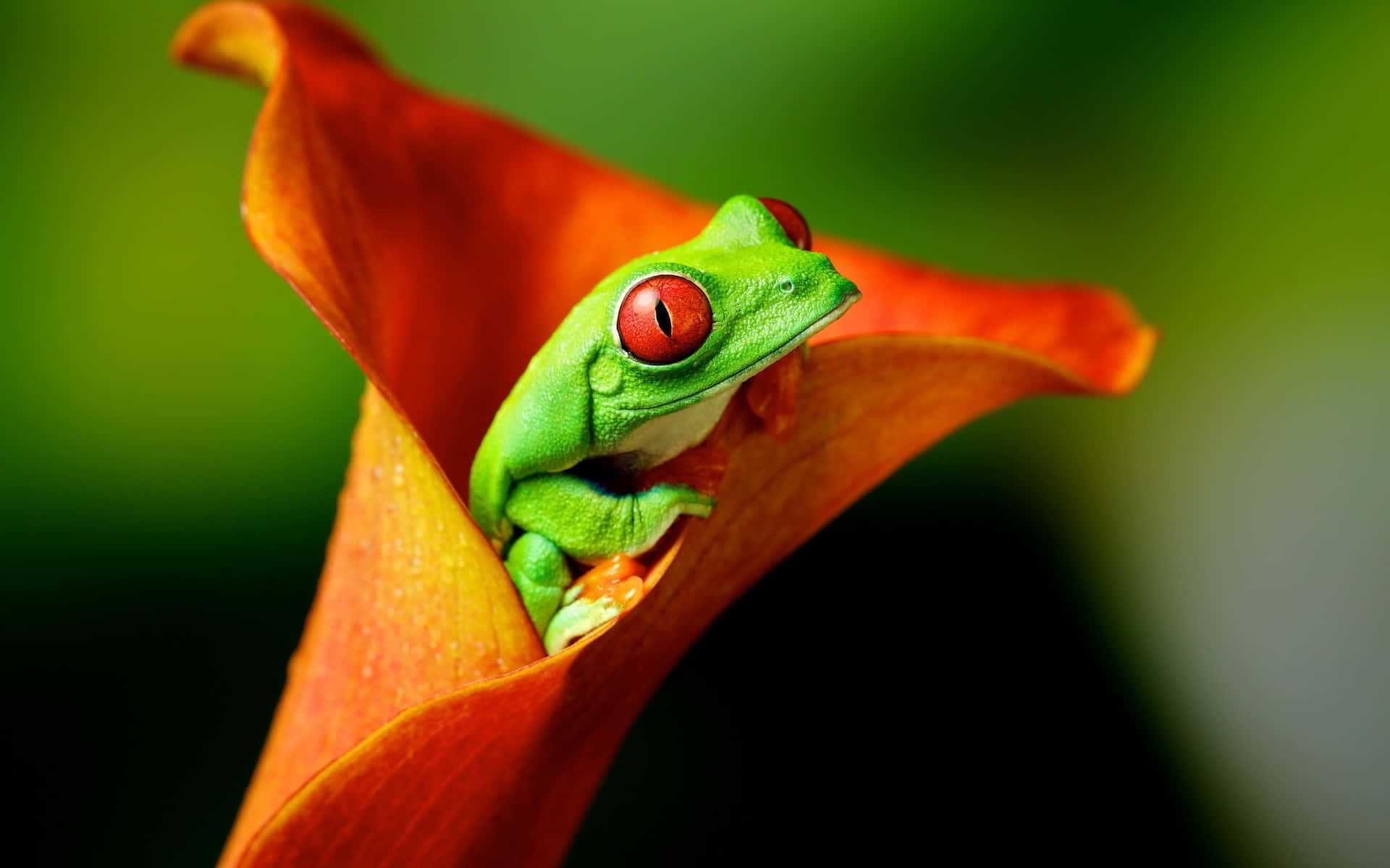 Green Frog On A Leaf Wallpaper