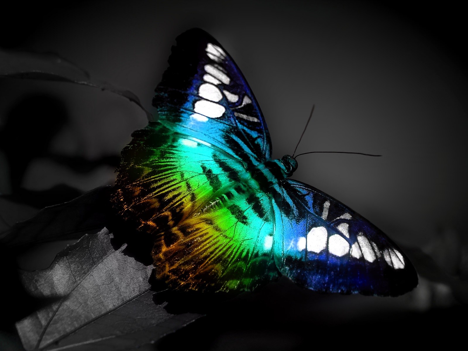 Butterfly Nature Wallpaper Desktop Background